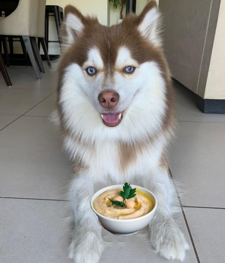 Can Dogs Eat hummus