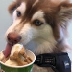 can dogs eat frozen yogurt