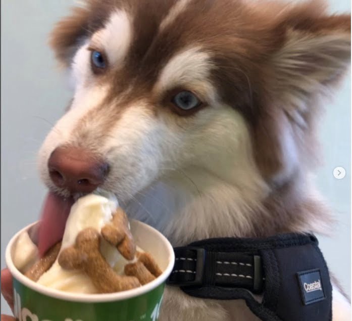 can dogs eat frozen yogurt