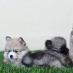How Much Does a Pomsky Cost