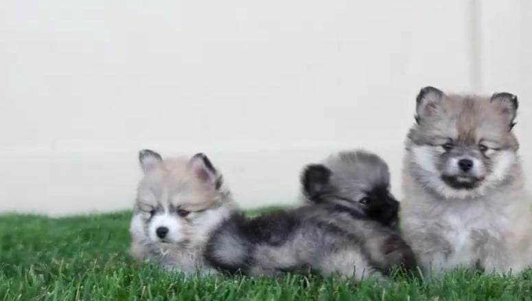 How Much Does a Pomsky Cost