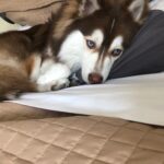 Pomsky Health Issues and Concerns