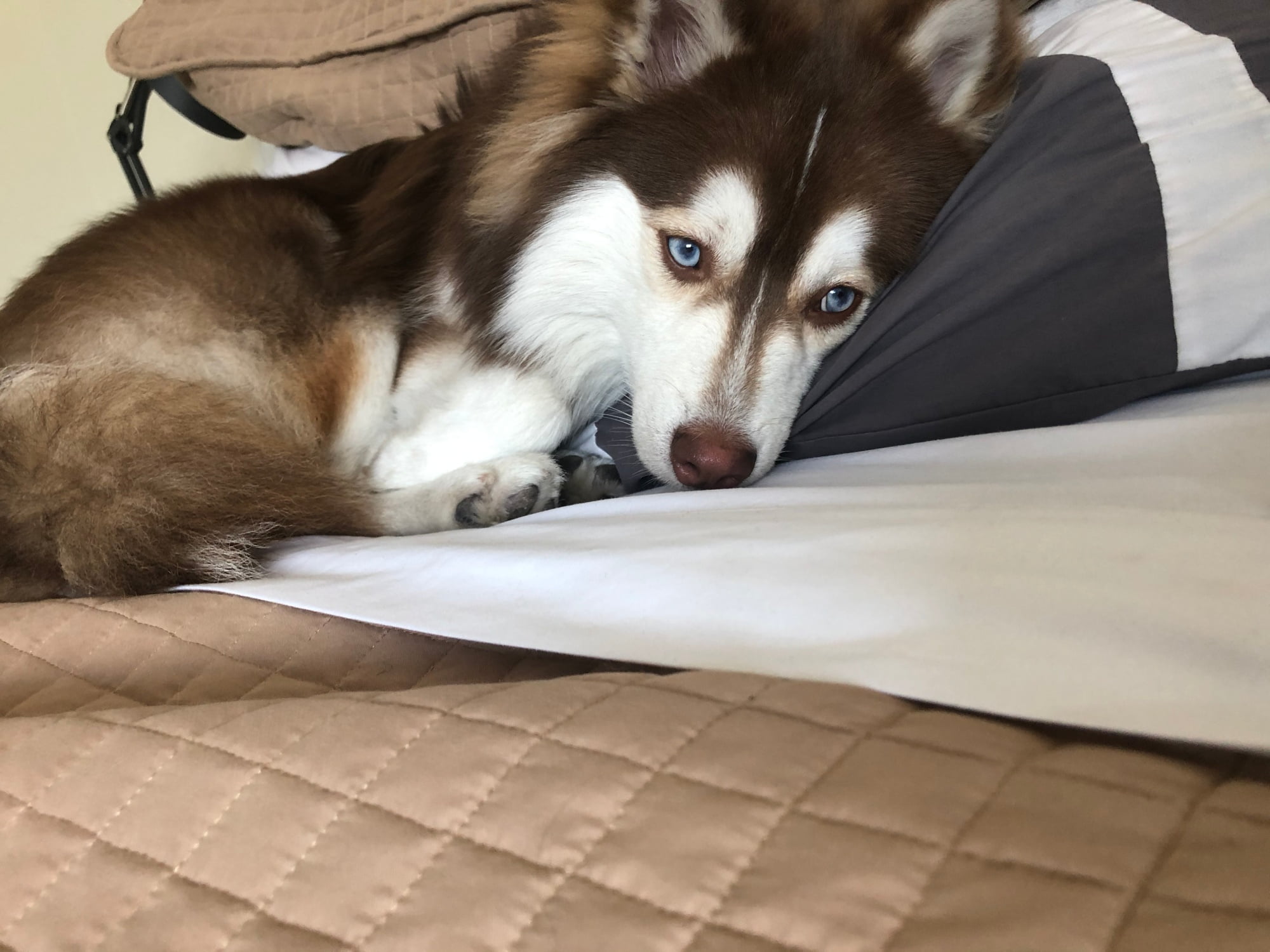 Pomsky Health Issues and Concerns
