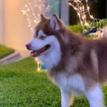 Pomsky Pictures 1 - Pomsky Pictures & Fun Facts