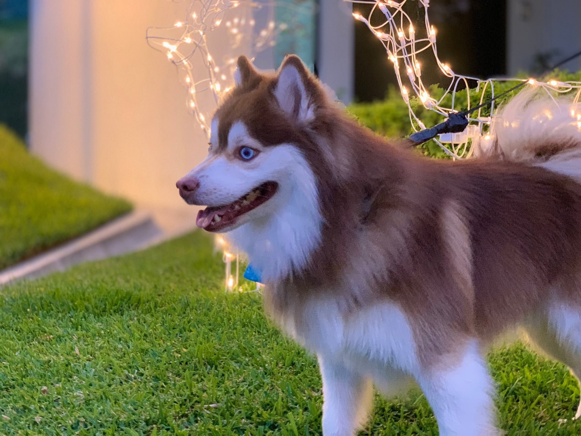 Are Pomsky Dogs Good With Cats 2 - Pomsky Pictures & Fun Facts