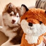 Pomsky Plush