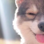 Pomsky Temperament