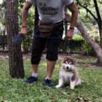 Pomsky Training