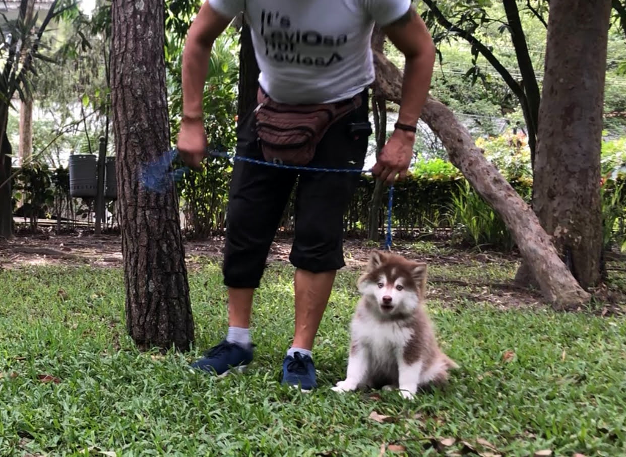 Pomsky Training