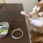 best flea collar for dogs