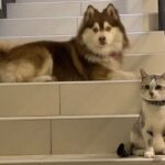 Pomsky Pictures 1 - Are Pomsky Dogs Good With Cats