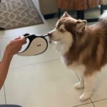 best leashes for dogs that pull 1 - 10 Best Leashes For Your Pomsky