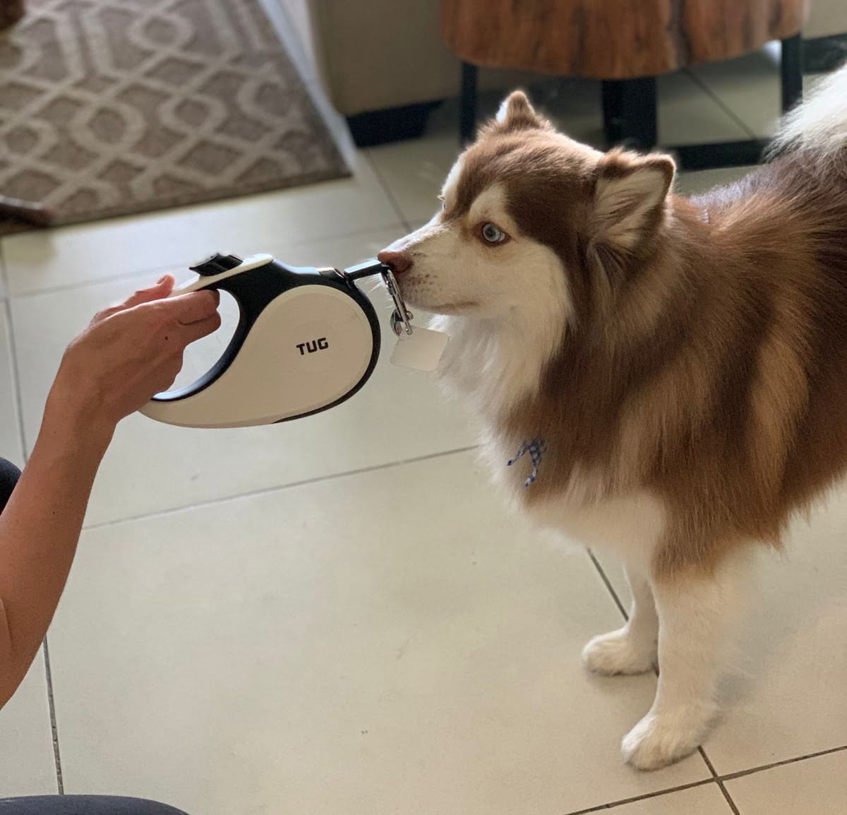 best leashes for dogs that pull 1 - 10 Best Leashes For Your Pomsky