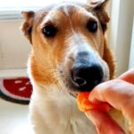 Can Dogs Eat Mandarins