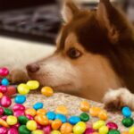 Can Dogs Eat Skittles
