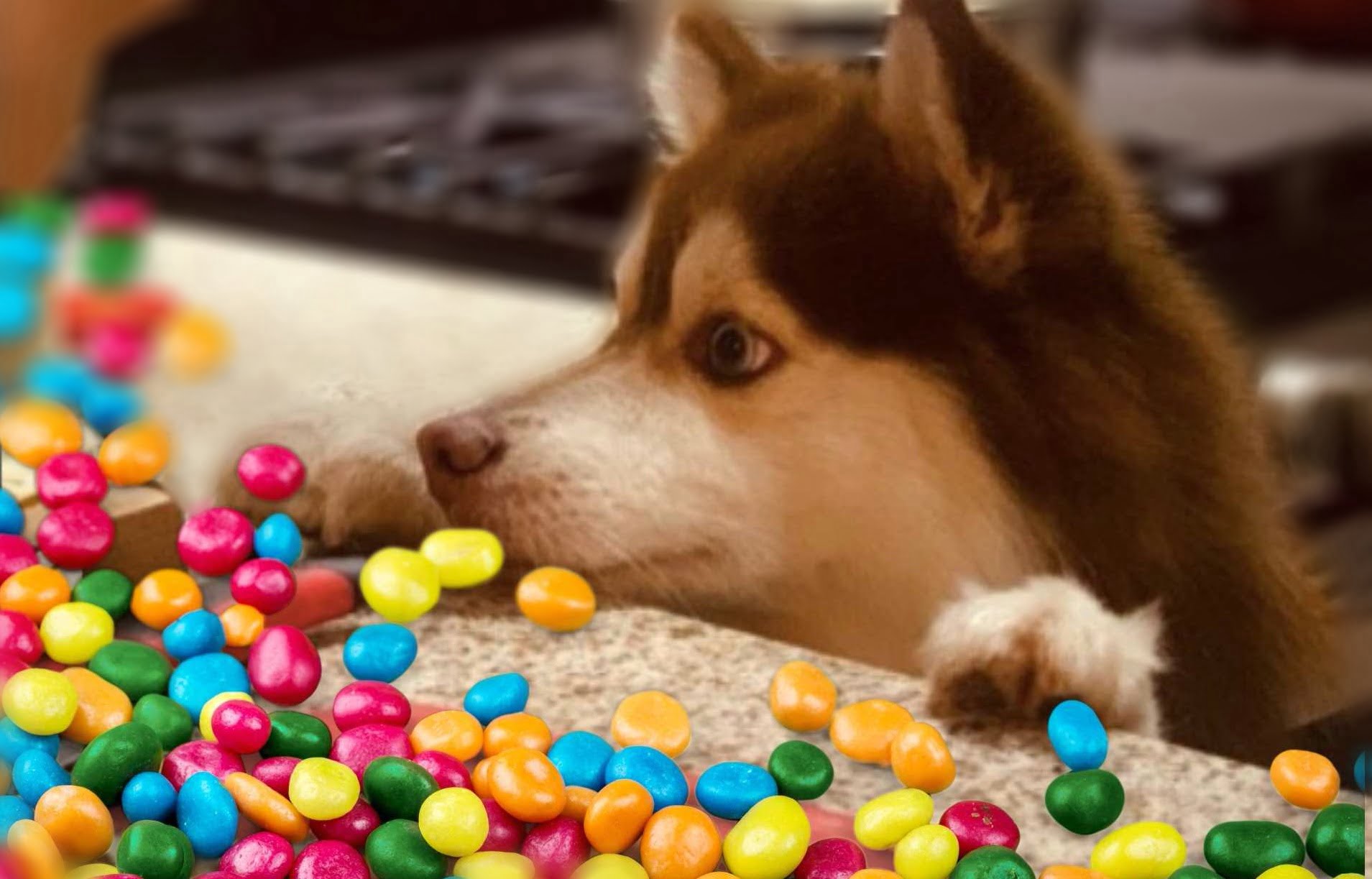Can Dogs Eat Skittles