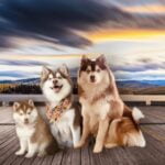 How Big Do Pomskies Get