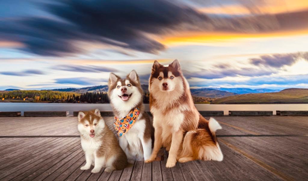 How Big Do Pomskies Get