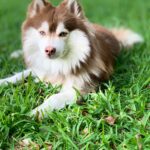 how many years does a pomsky live