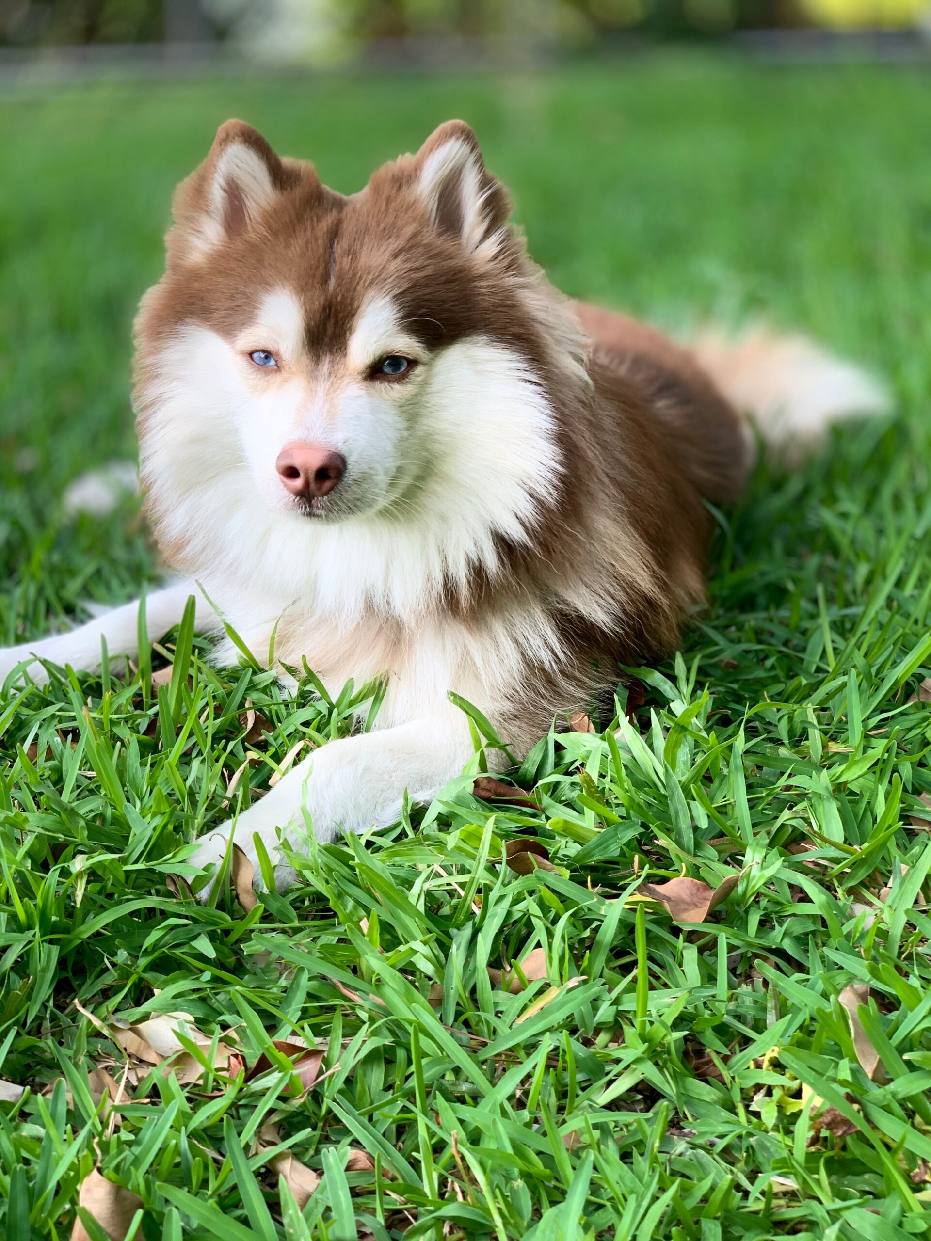 how many years does a pomsky live