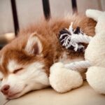pomsky gifts