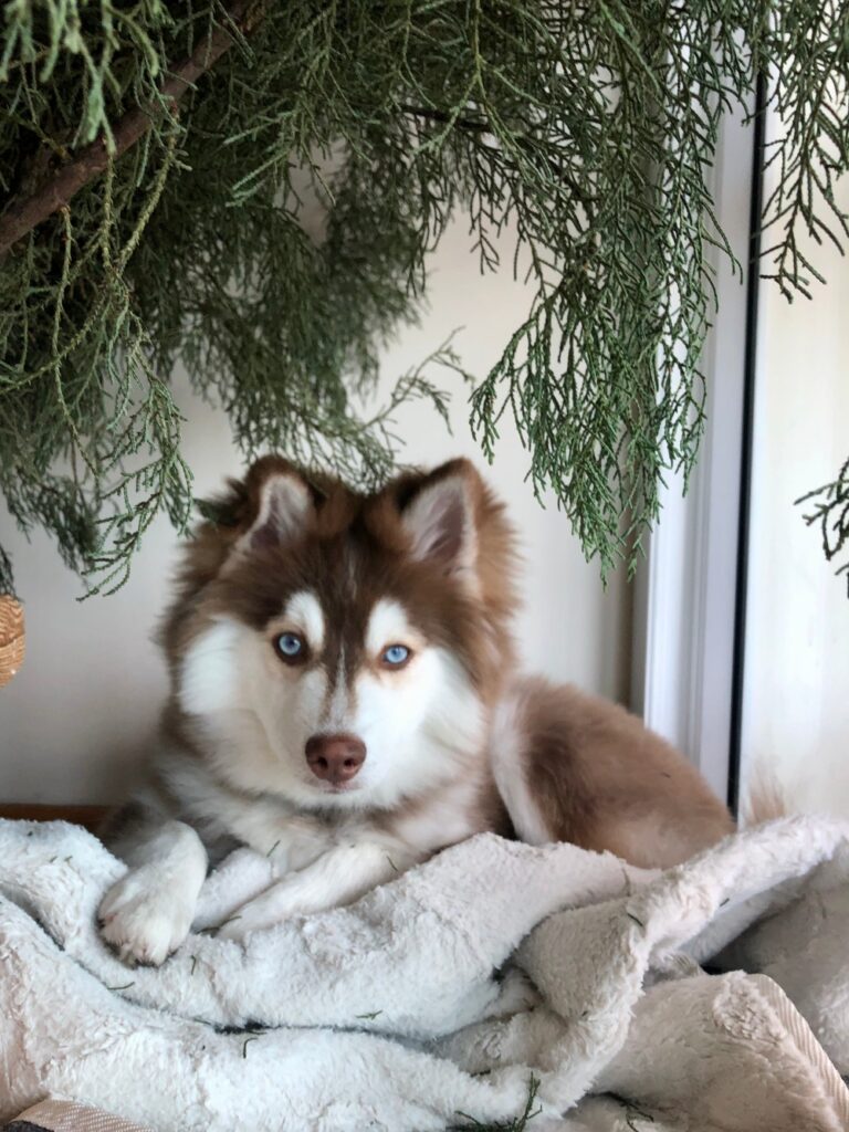 Griffin, a charismatic and energetic Pomsky, was born on July 21, 2019, and bred by the great Karalot Pomskies in Grass Valley, California. Known for their dedication to ethical breeding practices and the well-being of their dogs, Karalot Pomskies ensured that Griffin received the best possible start in life.