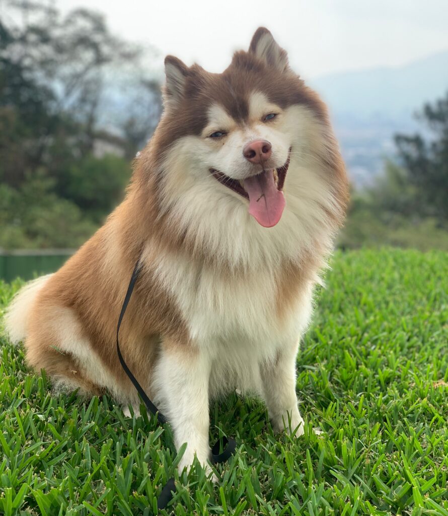 Miva, the passionate Pomsky enthusiast and expert behind Pomsky Shop, hails from the beautiful country of El Salvador. As a devoted wife and proud mother of five grown children, Miva has always had a deep love for family and pets. Her journey into the enchanting world of Pomskies began with the arrival of her beloved Griffin, a playful and affectionate Pomsky who instantly captured her heart.