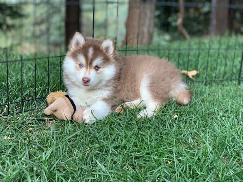 Griffin, a charismatic and energetic Pomsky, was born on July 21, 2019, and bred by the great Karalot Pomskies in Grass Valley, California. Known for their dedication to ethical breeding practices and the well-being of their dogs, Karalot Pomskies ensured that Griffin received the best possible start in life.