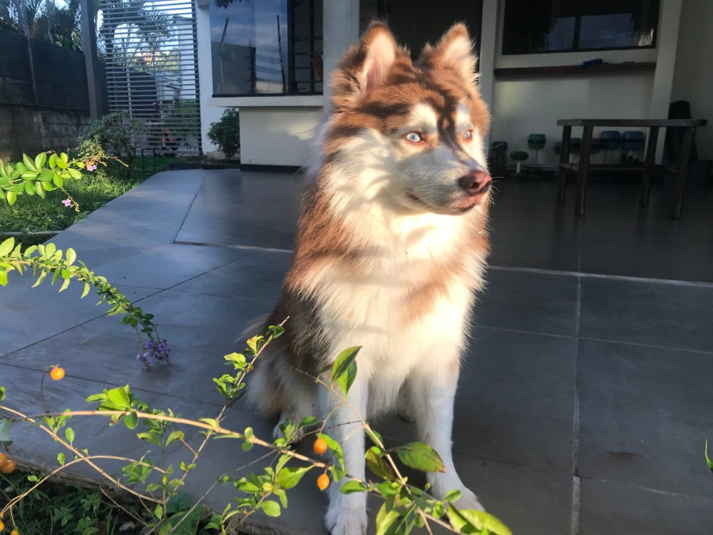 Miva, the passionate Pomsky enthusiast and expert behind Pomsky Shop, hails from the beautiful country of El Salvador. As a devoted wife and proud mother of five grown children, Miva has always had a deep love for family and pets. Her journey into the enchanting world of Pomskies began with the arrival of her beloved Griffin, a playful and affectionate Pomsky who instantly captured her heart.