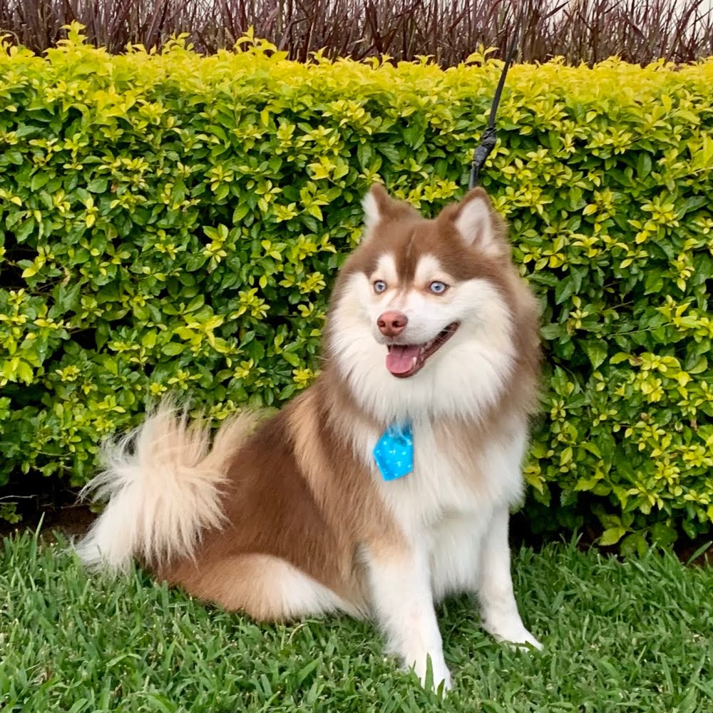 Griffin, a charismatic and energetic Pomsky, was born on July 21, 2019, and bred by the great  Karalot Pomskies in Grass Valley, California. Known for their dedication to ethical breeding practices and the well-being of their dogs, Karalot Pomskies ensured that Griffin received the best possible start in life.