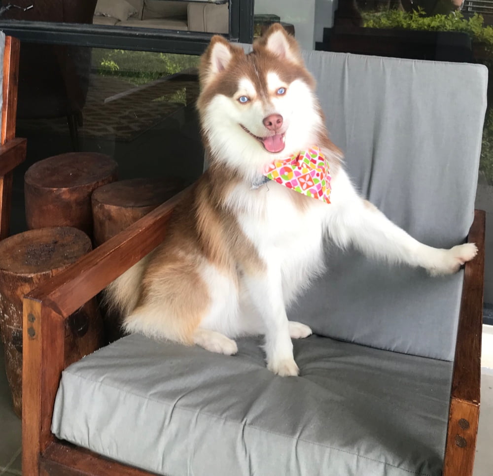 Miva, the passionate Pomsky enthusiast and expert behind Pomsky Shop, hails from the beautiful country of El Salvador. As a devoted wife and proud mother of five grown children, Miva has always had a deep love for family and pets. Her journey into the enchanting world of Pomskies began with the arrival of her beloved Griffin, a playful and affectionate Pomsky who instantly captured her heart.